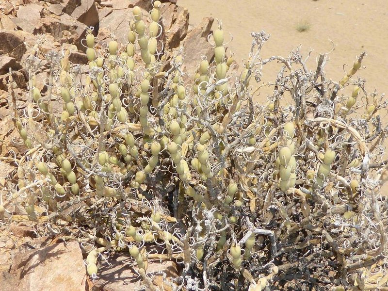 Mesembryanthemum nucifer, photographed by Andrew Hankey