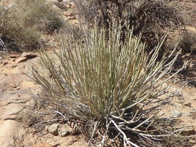 Euphorbia dregeana, photographed by Andrew Hankey