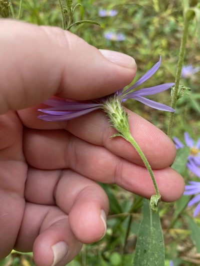 Eurybia spectabilis, photographed by Bonnie Semmling