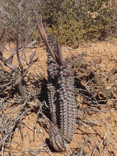 Richtersveldia columnaris, photographed by Andrew Hankey