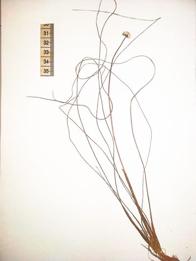 Eriocaulon breviscapum, photographed by S.MORE