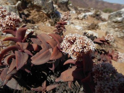 Crassula fusca, photographed by Andrew Hankey