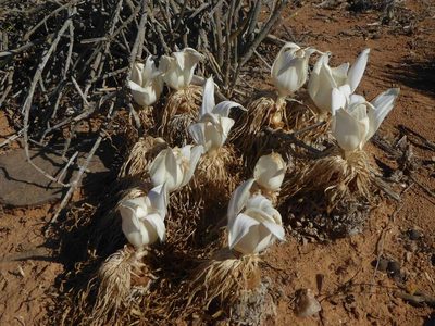 Gethyllis namaquensis, photographed by Andrew Hankey
