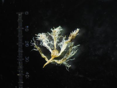 Eriocaulon breviscapum, photographed by S.MORE