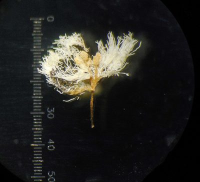 Eriocaulon breviscapum, photographed by S.MORE