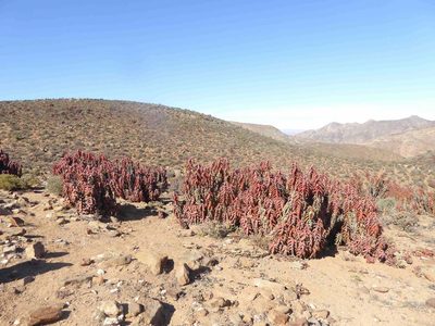 Aloe pearsonii, photographed by Andrew Hankey