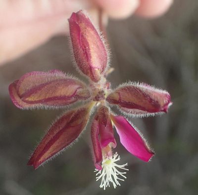 Polygala pubiflora, photographed by Nicola van Berkel