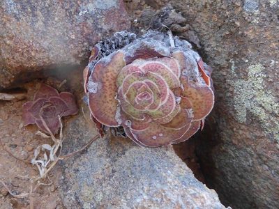 Crassula pseudhemisphaerica, photographed by Andrew Hankey