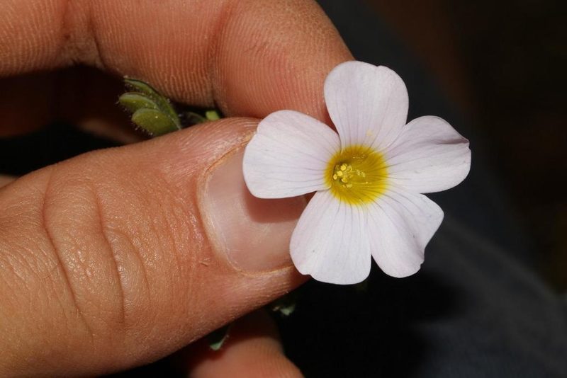 Oxalis adspersa, photographed by Brian du Preez