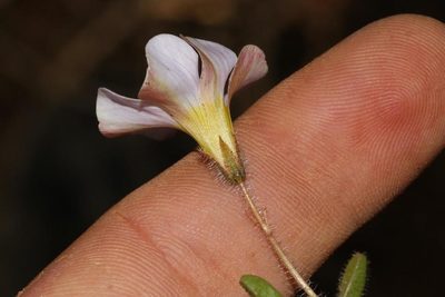 Oxalis adspersa, photographed by Brian du Preez