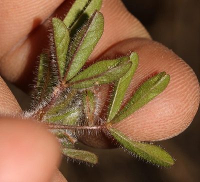 Oxalis adspersa, photographed by Brian du Preez