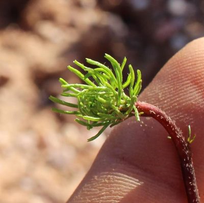 Oxalis capillacea, photographed by Brian du Preez