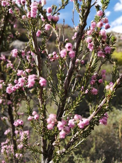 Erica selaginifolia, photographed by Danie Palm