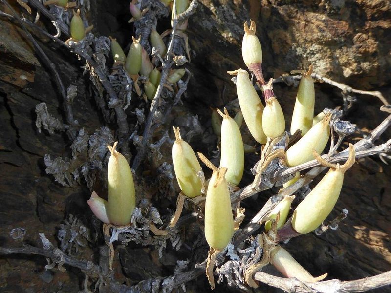 Mitrophyllum dissitum, photographed by Andrew Hankey