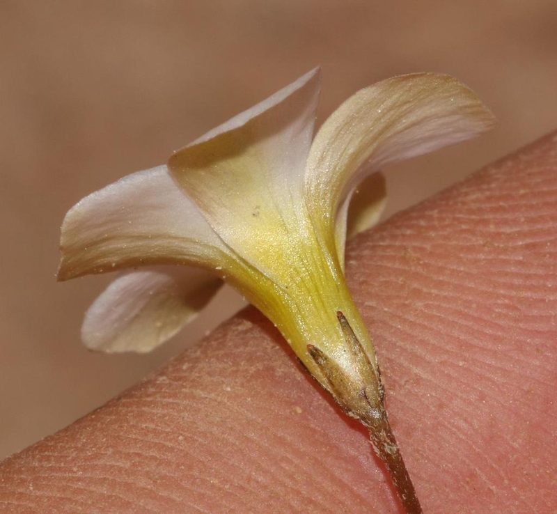 Oxalis pallens, photographed by Brian du Preez