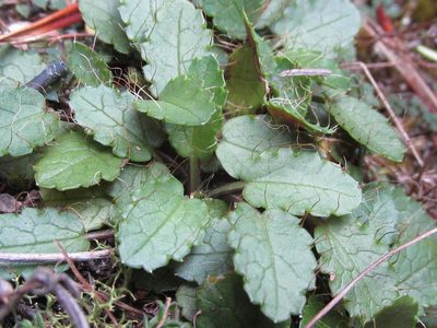 Alepidea delicatula, photographed by douglaseustonbrown