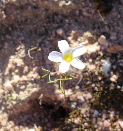 Oxalis pallens, photographed by Brian du Preez