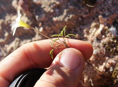 Oxalis pallens, photographed by Brian du Preez