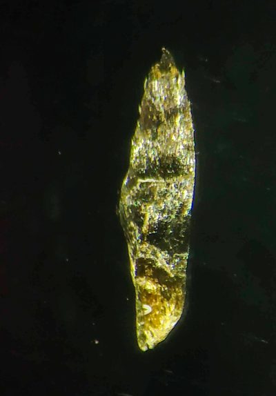 Eriocaulon breviscapum, photographed by S.MORE