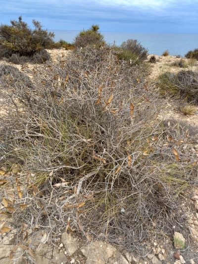 Periploca angustifolia, photographed by José Antonio León Mangado