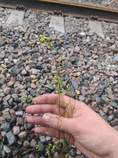 Camelina sativa, photographed by Dmitriy Bochkov