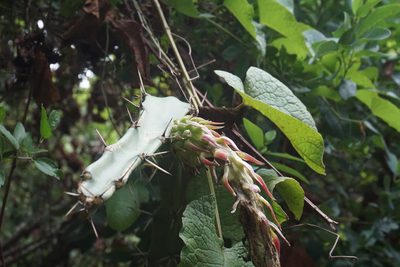 Harrisia bonplandii, photographed by Center for Urban Ecology
