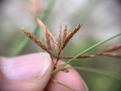 Cyperus longus, photographed by Katrin Simon