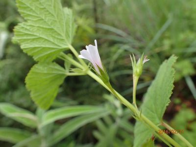 Pelargonium dispar, photographed by Peter Warren