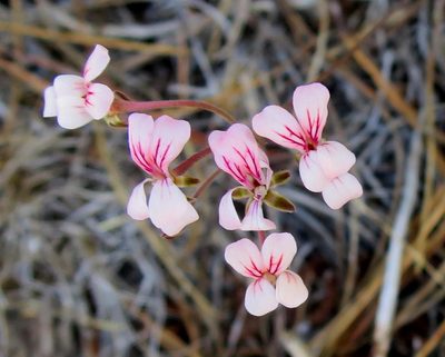 Pelargonium gracillimum, photographed by Di Turner