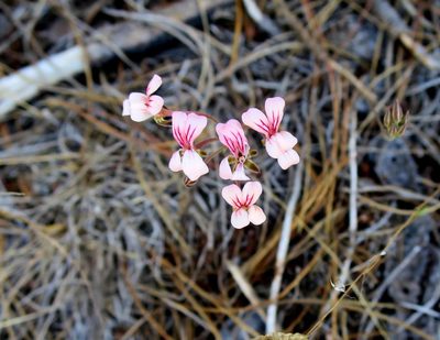 Pelargonium gracillimum, photographed by Di Turner