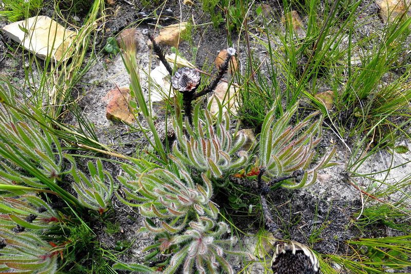 Protea denticulata, photographed by Di Turner
