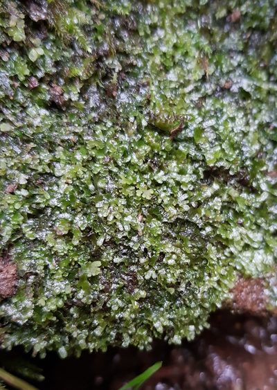 Riccardia multifida, photographed by Helen Waterman