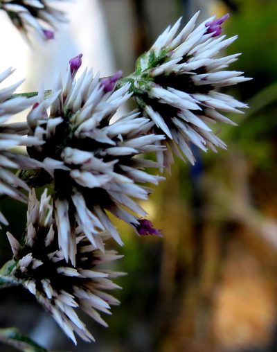 Stoebe microphylla, photographed by Di Turner