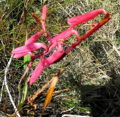 Watsonia aletroides, photographed by Di Turner