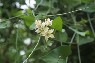 Funastrum cynanchoides, photographed by Center for Urban Ecology