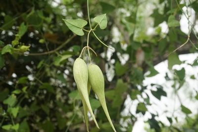 Funastrum cynanchoides, photographed by Center for Urban Ecology