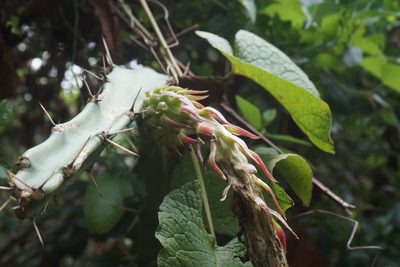 Harrisia bonplandii, photographed by Center for Urban Ecology