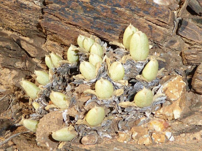 Mitrophyllum mitratum, photographed by Andrew Hankey