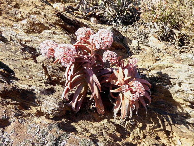 Crassula fusca, photographed by Andrew Hankey