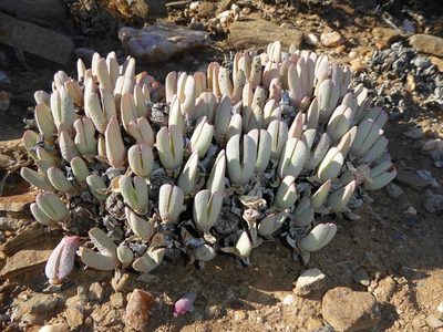 Cheiridopsis robusta, photographed by Andrew Hankey
