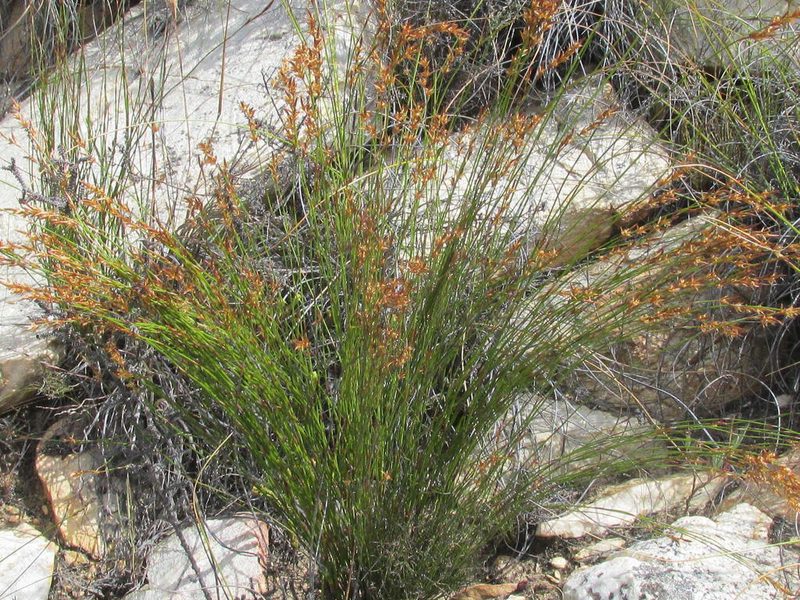 Restio andreaeanus, photographed by douglaseustonbrown