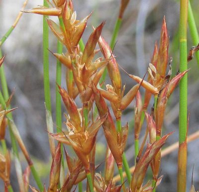 Restio andreaeanus, photographed by douglaseustonbrown