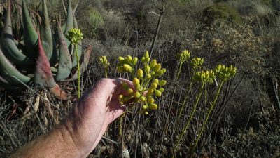 Tylecodon cacalioides, photographed by Shaun Swanepoel