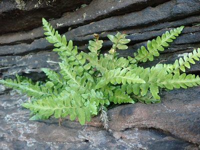 Asplenium marinum, photographed by agujaceratops