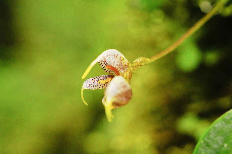 Masdevallia amanda, photographed by Daniel Mesa