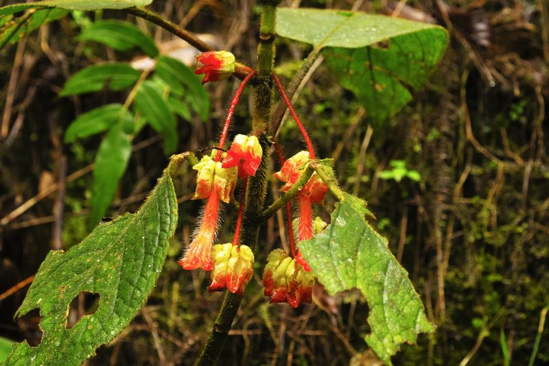 Glossoloma schultzei, photographed by Daniel Mesa