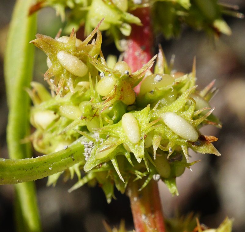 Rumex palustris, photographed by Patrick Hacker