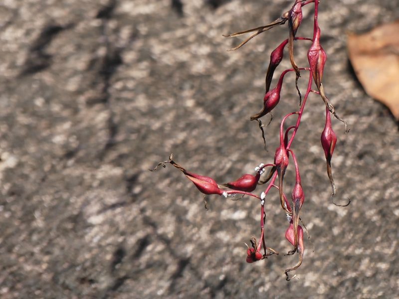 Pitcairnia cremersii, photographed by Guillaume Delaitre