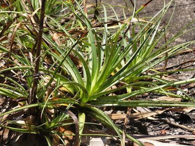 Pitcairnia cremersii, photographed by Guillaume Delaitre