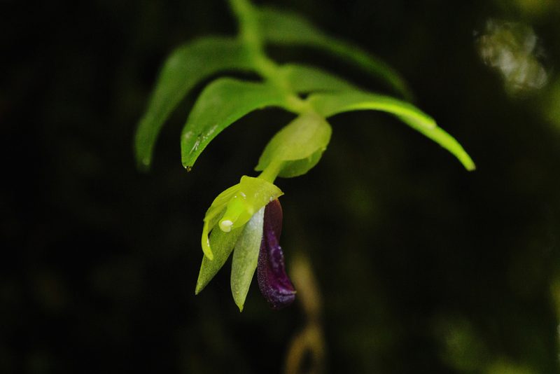 Epidendrum megalospathum, photographed by Daniel Mesa